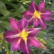 hemerocallis