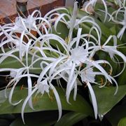 Hymenocallis 