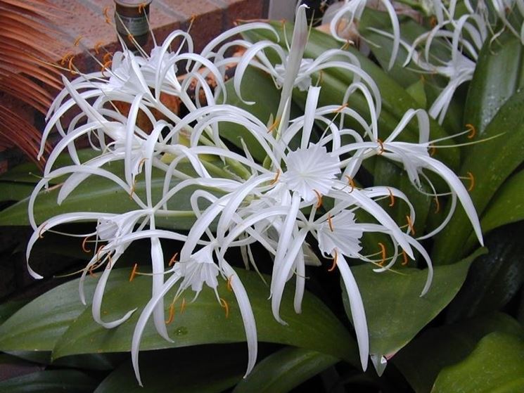 Hymenocallis 