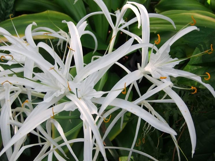 Hymenocallis 