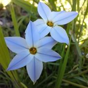 Ipheion