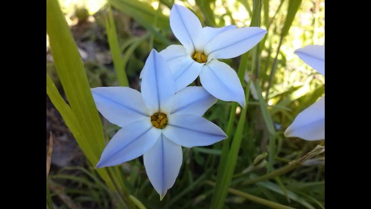 Ipheion