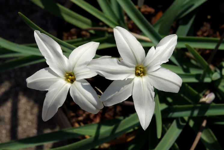 Ipheion 