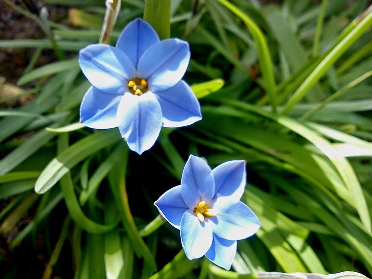 fiore azzurro di ipheion