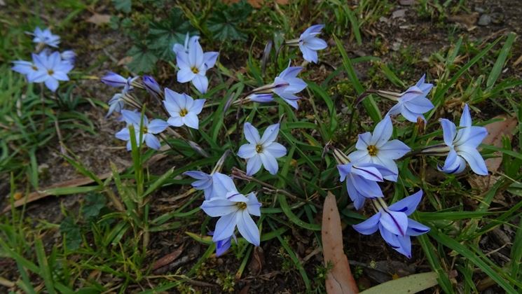 ipheion