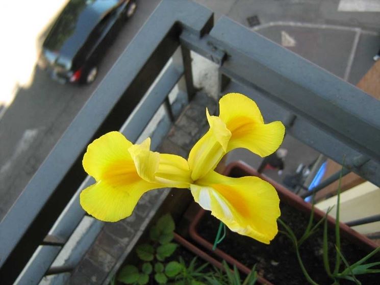 Iris