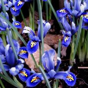 iris reticulata