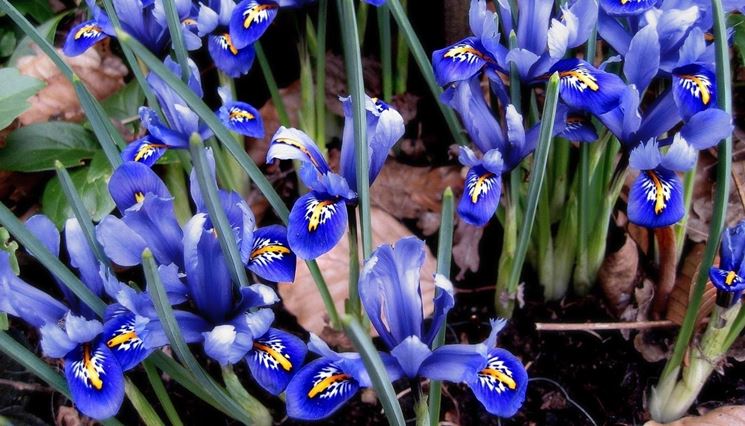 iris reticulata