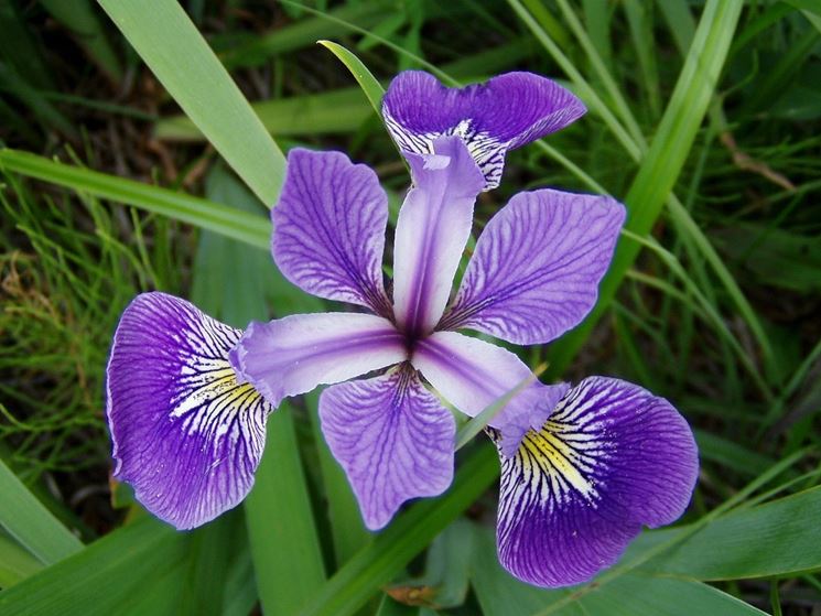 iris reti harmony