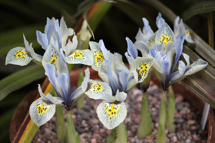 iris