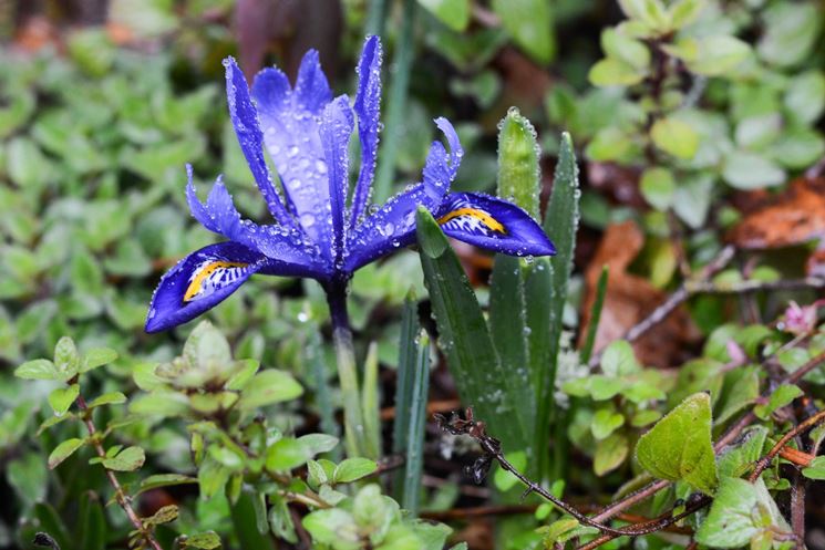 iris reticulata