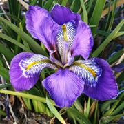 Iris 