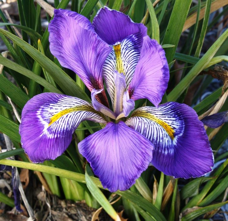 Iris 
