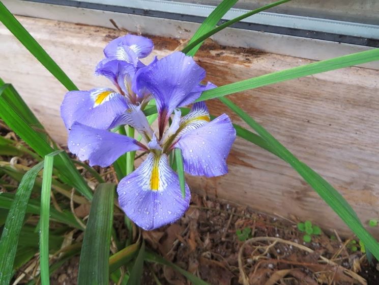 iris d'algeria