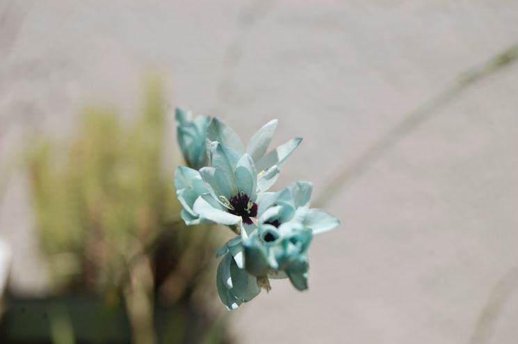 ixia pianta