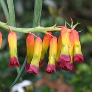 Lachenalia 