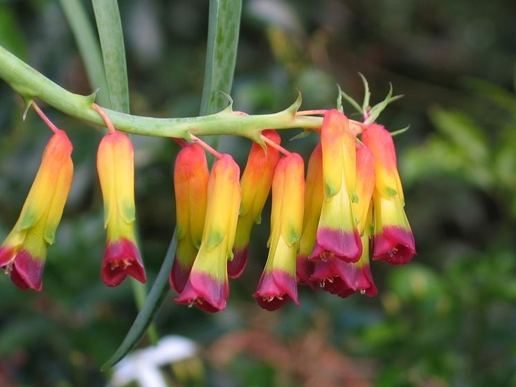 Lachenalia 