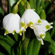 leucojum aestivum