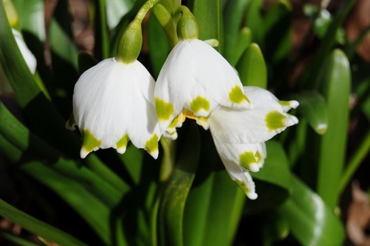 leucojum aestivum