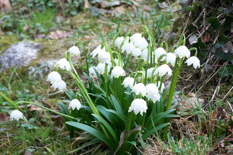 leucojum 