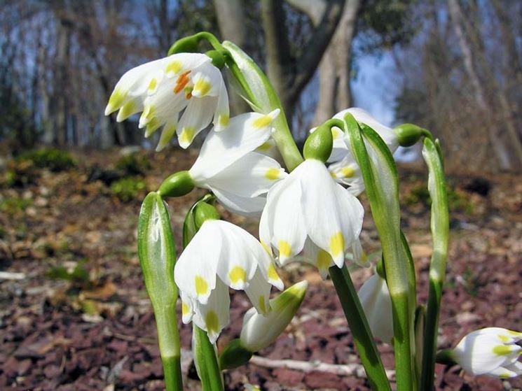 leucojum vernum