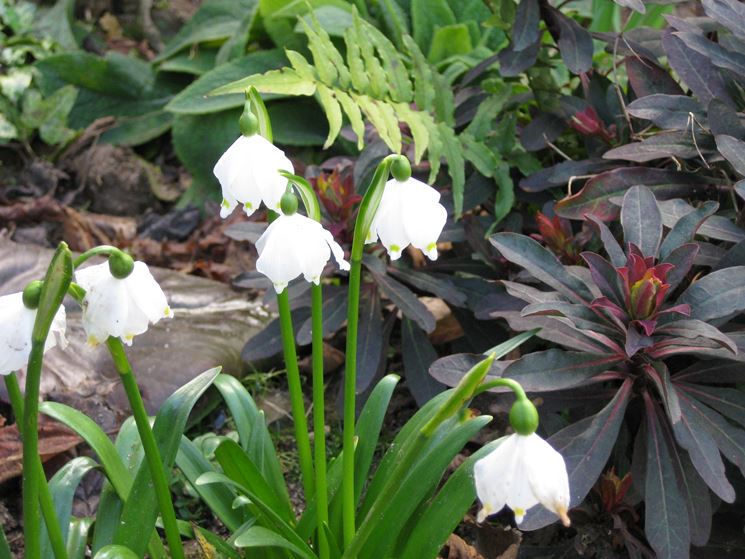 leucojum 1