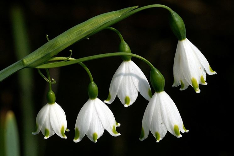 campanella bianca