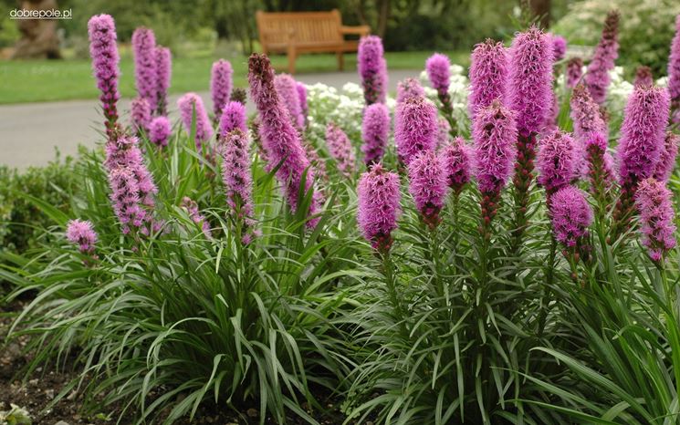 liatris spicata