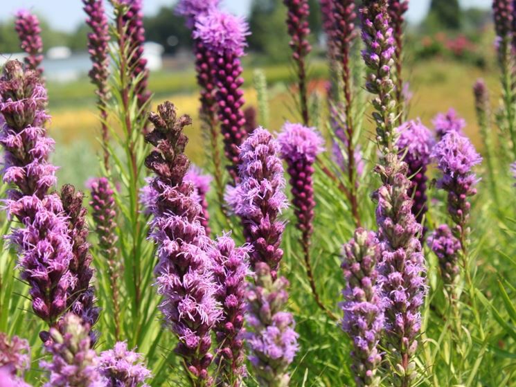 liatris