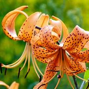 lilium martagon