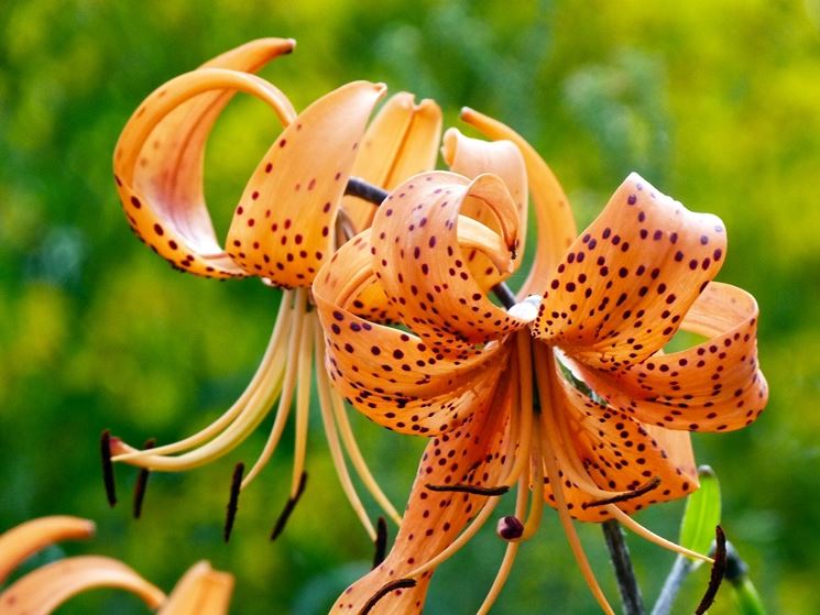 lilium martagon