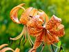 lilium martagon