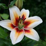 lilium