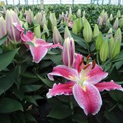 lilium fiore