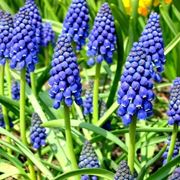 muscari