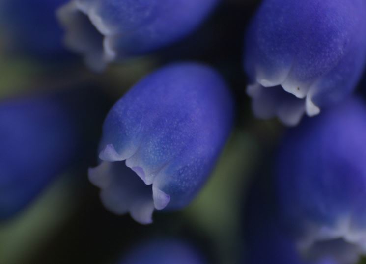 muscari