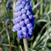 muscari