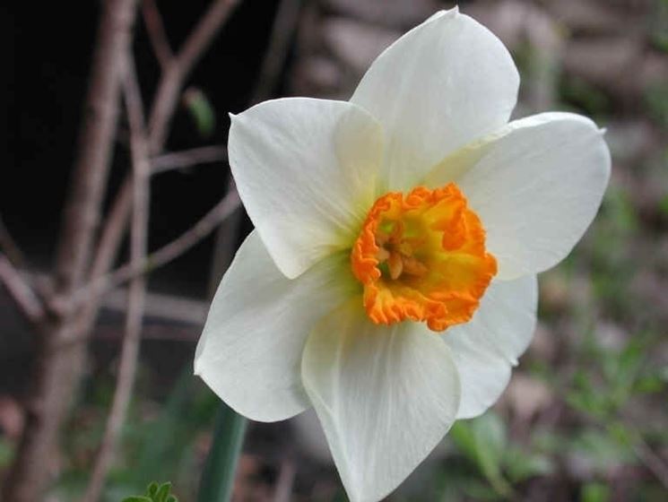 Fiori di narciso