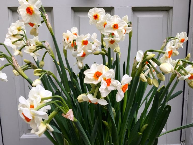 narcissus flower record