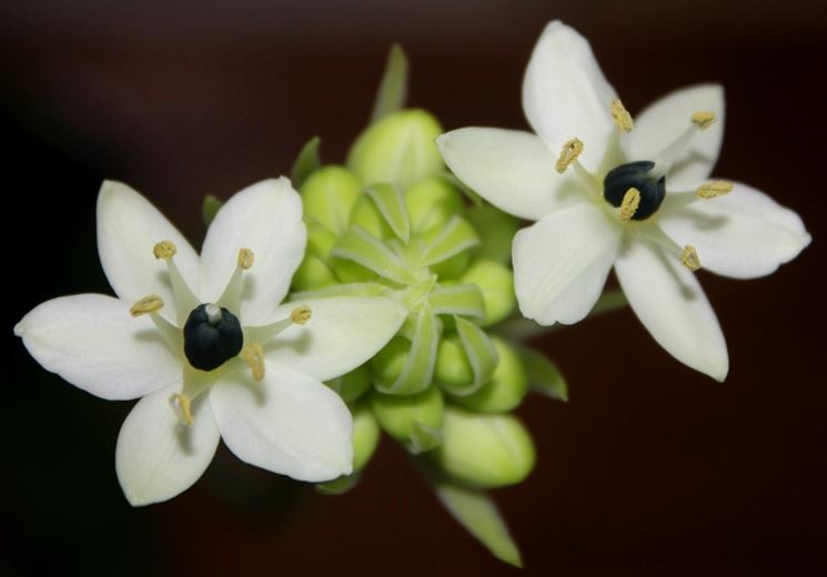 fiore bianco