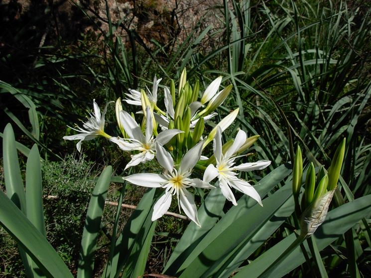 giglio marino