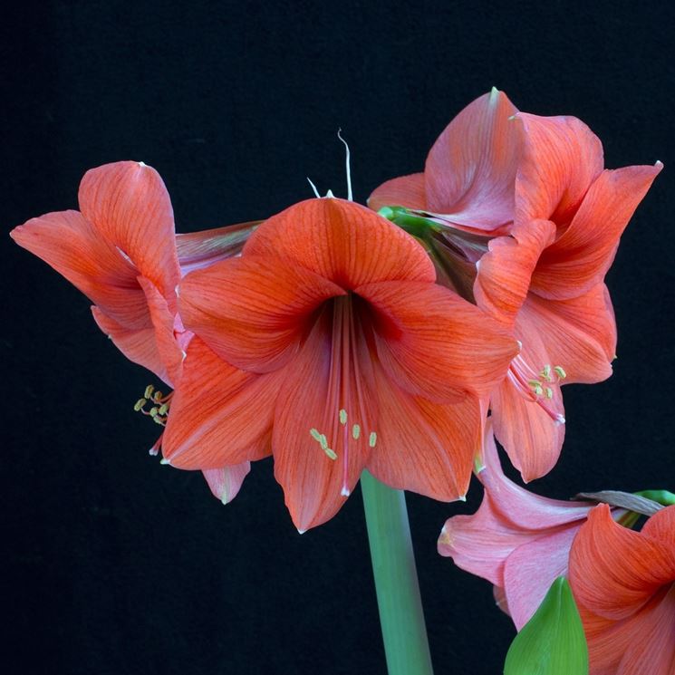 amaryllis