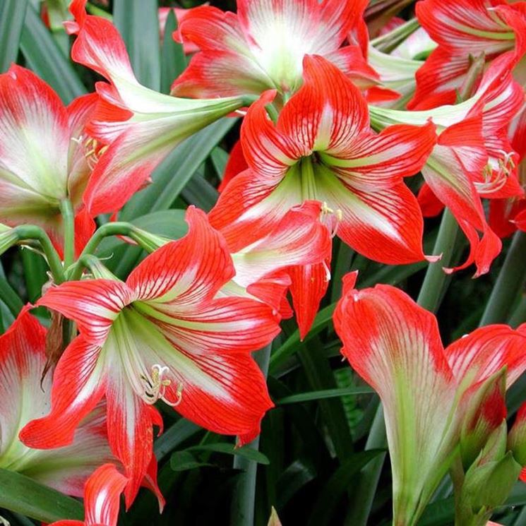 amaryllis in fiore