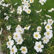 Anemone japonica