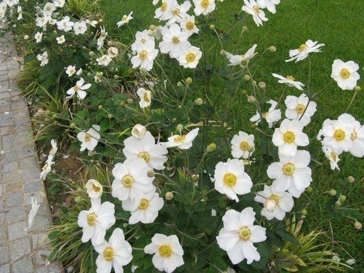 Anemone japonica