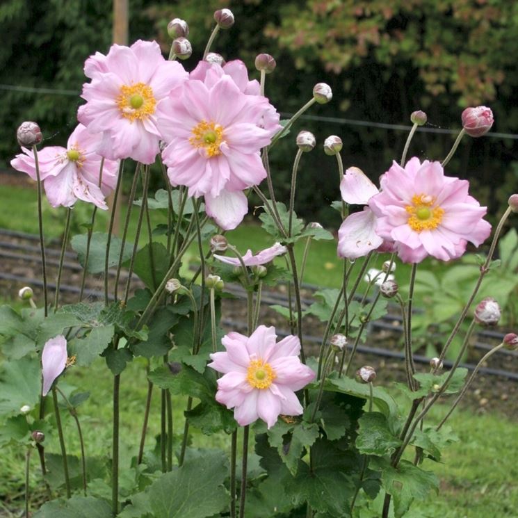 anemone hupenensis honorine jobert