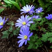 anemone blanda 