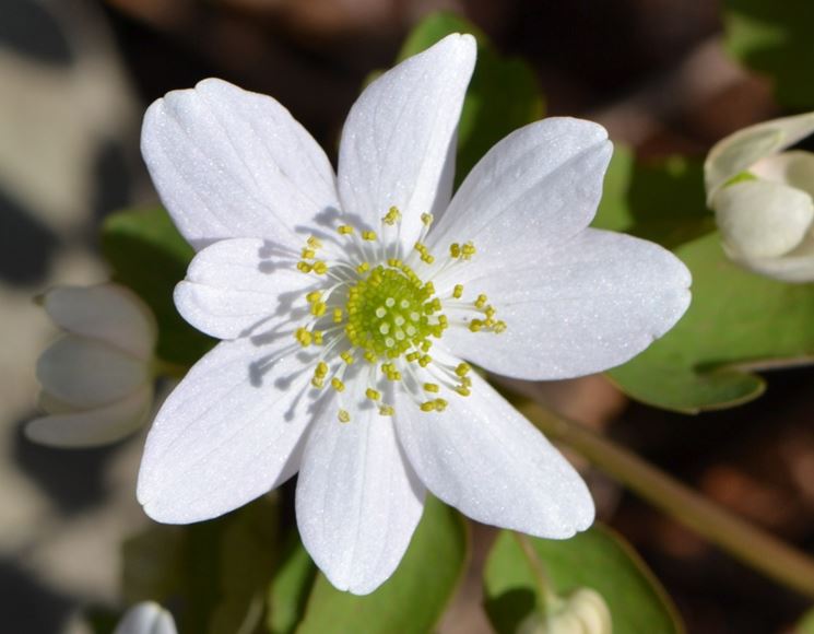 anemonella thalictroides