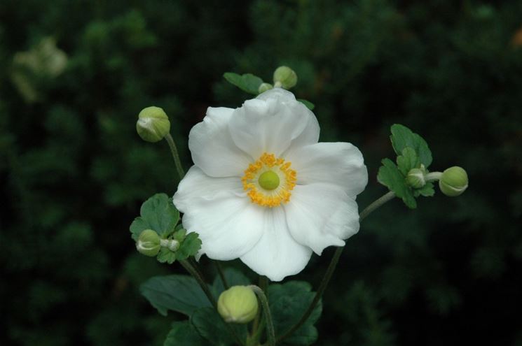 anemone japonica