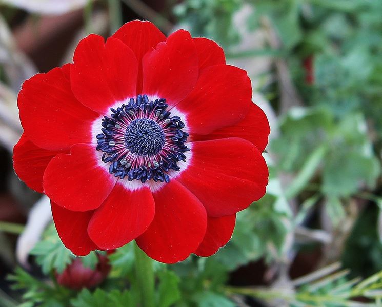 anemone coronaria hollandia